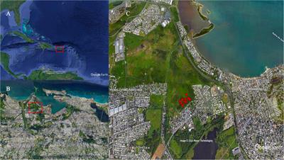 You Can Bend Me but Can’t Break Me: Vegetation Regeneration After Hurricane María Passed Over an Urban Coastal Wetland in Northeastern Puerto Rico